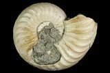 Ammonite (Pleuroceras) Fossil - Germany #125407-1